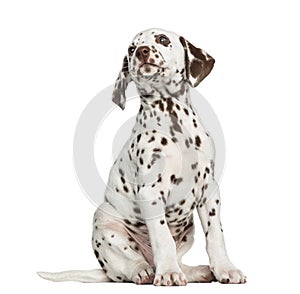 Front view of a Dalmatian puppy looking up, isolated