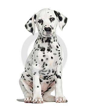 Front view of a Dalmatian puppy sitting, facing, isolated