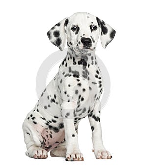 Front view of a Dalmatian puppy sitting, facing, isolated photo
