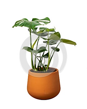 Front view of a Delicious monstera or Adam's rib in a ceramic pot on isolated white background