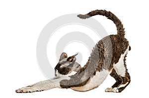 Front view of a Devon rex stretching isolated on white