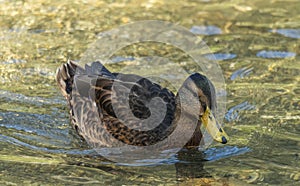 A front view duck  swimming