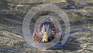 A front view duck swimming