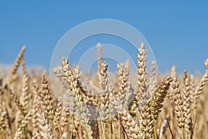 Front view of ears of grain, wheat or rye with blurred background and blue sky