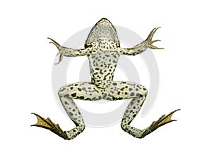 Front view of an Edible Frog swimming up to the surface