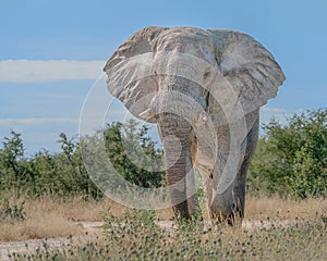 Front view of an elephant bull