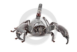 Front view of Emperor Scorpion