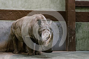 front view of endangered white rhino standing