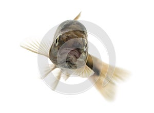 Front view of an Eurasian minnow swimming, Phoxinus phoxinus