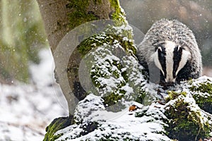 Front view of the European Badger is searching for food in snowfall