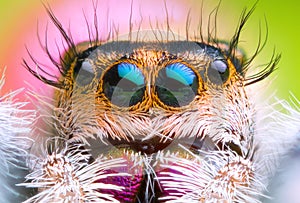 Front view of extreme magnified jumping spider head and eyes with green leaf background