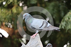 Front view of the face of Rock Pigeon face to face.Rock Pigeons crowd streets and public squares, living on discarded food and