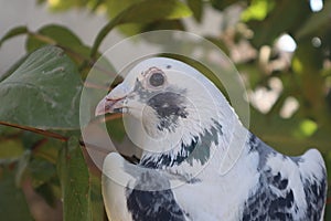 Front view of the face of Rock Pigeon faces to face-Rock Pigeons crowd streets-Pigeon focused on its eye