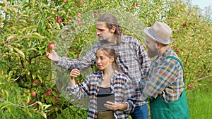 Front view family 3 farmer apple look ripe crop touch woman tablet pc bearded mustache men help her.
