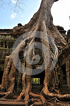 Front View of the Famous Old Tree in Wat Ta Prohm