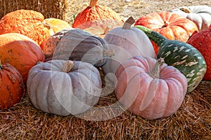 Front View of Farmers Market Ground of pumpkins on an Hay bale