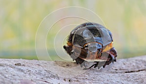 Front view of a female Ox beetle.