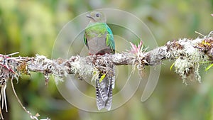 front view of a female resplendent quetzal resting on a perch