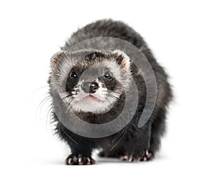 Front view of a ferret, isolated