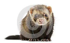 Front view of a Ferret looking at the camera, isolated
