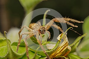 Front view of a fishing spider (Ctenidae Ancylometes sp)on a leaf photo