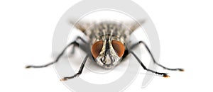 Front view of a Flesh fly facing, Sarcophagidae, isolated photo