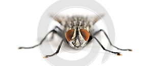 Front view of a Flesh fly facing, Sarcophagidae, isolated