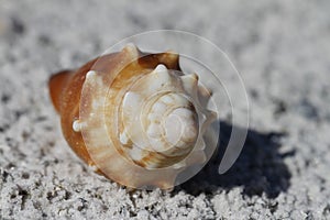 Front view of a Florida fighting conch, Strombus alatus, found on a beach