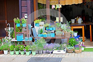 Front view florist shop plants flowers blue pottery outdoor terrace