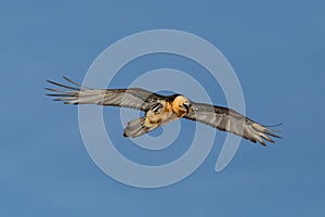 Front view flying adult bearded vulture gypaetus barbatus, blue sky, spread wings
