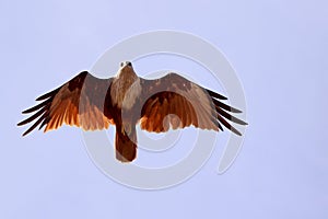 Front view of flying eagle on the sky