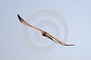 Front view of flying Montagus harrier