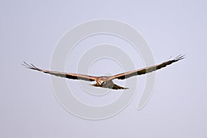 Front view of flying Montagus harrier