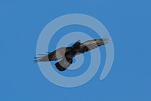 Front view flying northern raven corvus corax, blue sky, spread wings