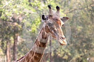 Front on view of a giraffe against green foliage