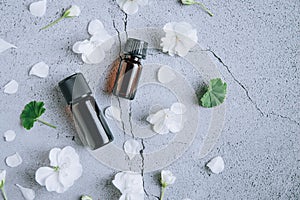 Front view of glass bottles of geranium essential oil with fresh white flowers and petals over gray