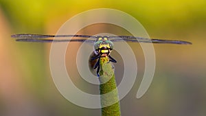 Front view of golden ringed dragonfly looking with big eyes in summer