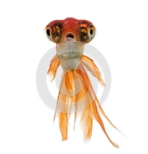 Front view of a Goldfish swimming islolated on white