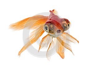 Front view of a Goldfish swimming islolated on white