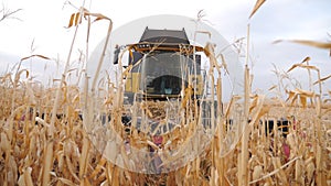 Front view of grain harvester gathering maize crop in farmland. Combine cutting yellow corn stalks during harvesting