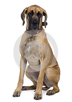 Front view of Great Dane, sitting