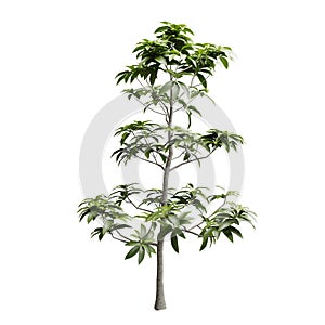 Front View Green Avocado Tree Isolated On White Background. Realistic 3D Render