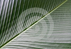 Green banana leaf with beautiful patterns