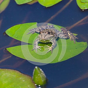 Front view green frog rana sitting on water lily leaf in pond, sunlight