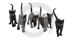 Front view of a Group of Black kitten