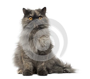 Front view of a grumpy Persian cat sitting photo