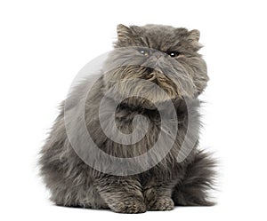 Front view of a grumpy Persian cat, sitting, looking up photo