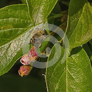 Front View of Hairy Flower Scarab sitting on a Cotoneaster