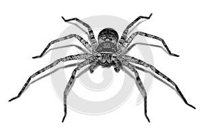 A front view of spider.