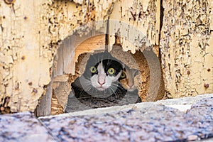 Front view of the head and leg of two kittens through the old hole in the wooden door